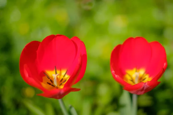 Красный Тюльпан Цветы Лугу Два Красных Цветов Изолированных Фоне Луга — стоковое фото
