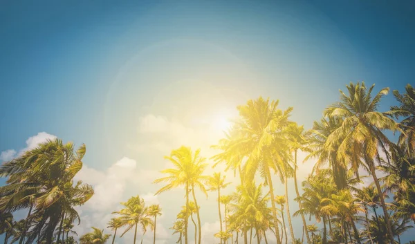 sunshine and palm trees - palm tree and blue sky   background