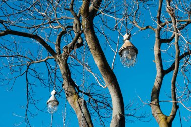 Ağaçta asılı eski lambalar ya da eski model fenerler