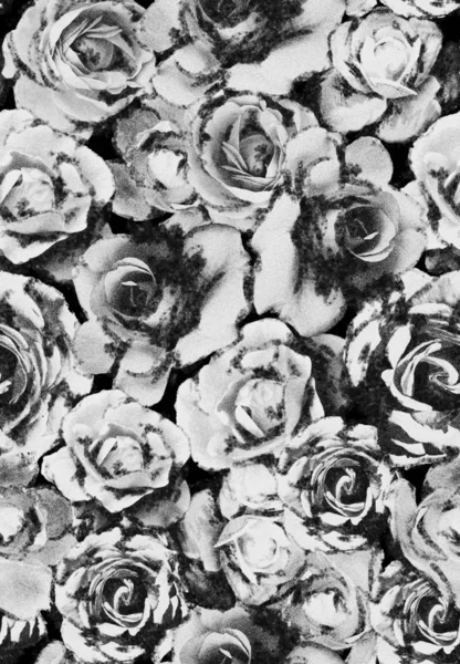 Abstract roses flowers background — Stock Photo, Image