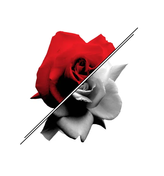 Geschnittene rote und weiße Rose — Stockfoto