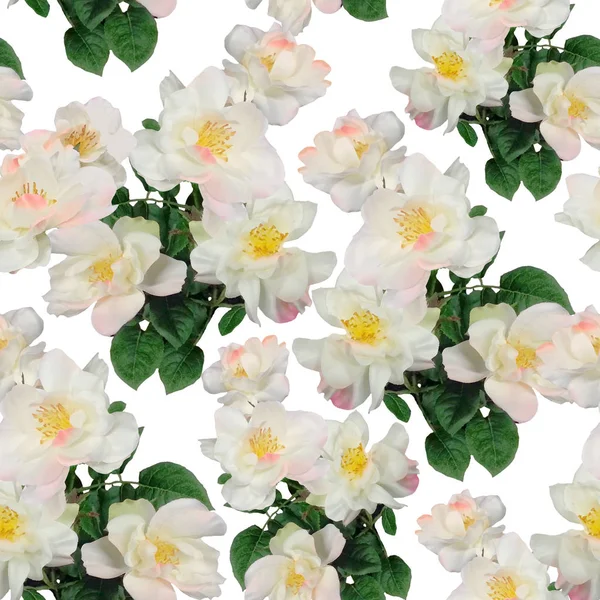 Spring apple flowers pattern — Stock Photo, Image