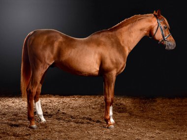 Klasik dizginli at portresi koyu renkli ahır arka planında izole edilmiş.