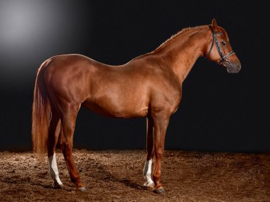 Klasik dizginli at portresi koyu renkli ahır arka planında izole edilmiş.