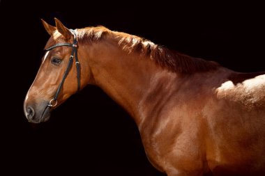 Klasik dizginli at portresi koyu renkli ahır arka planında izole edilmiş.