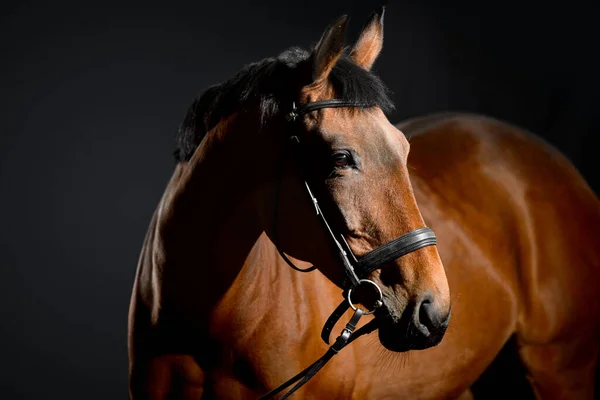 Portrait Cheval Baie Avec Bride Classique Isolée Sur Fond Sombre — Photo