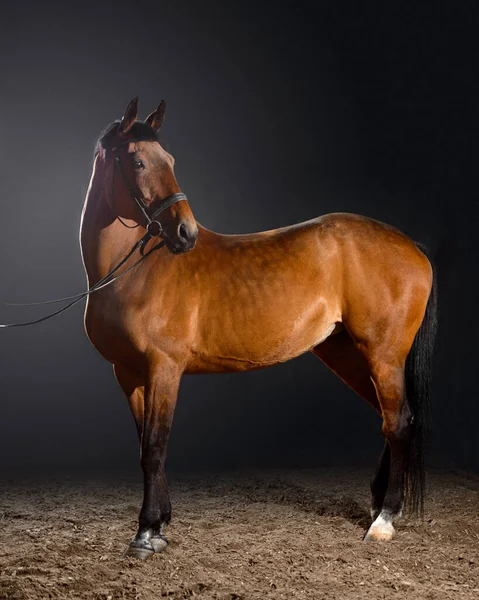 Retrato Cavalo Baía Com Freio Clássico Isolado Sobre Fundo Escuro — Fotografia de Stock
