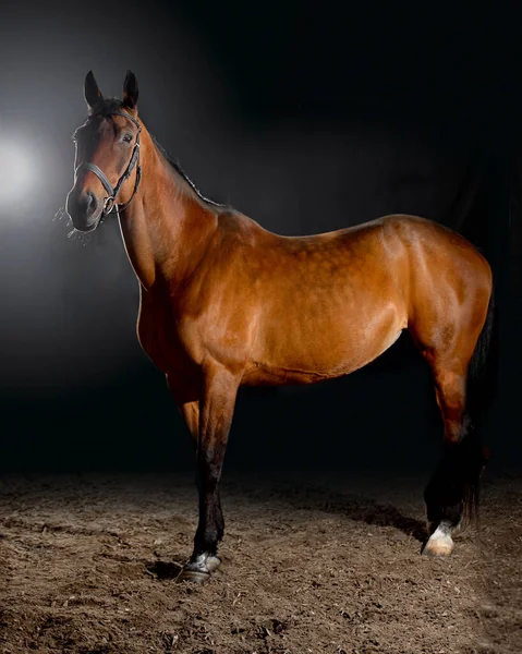 Retrato Cavalo Baía Com Freio Clássico Isolado Sobre Fundo Escuro — Fotografia de Stock