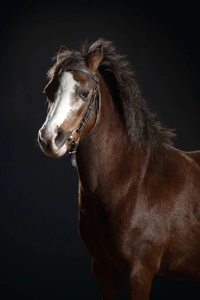 Retrato Pequeño Pony Oscuro Con Una Gran Mancha Blanca Hocico —  Fotos de Stock