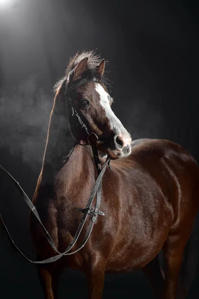 Retrato Pequeño Pony Oscuro Con Una Gran Mancha Blanca Hocico — Foto de Stock