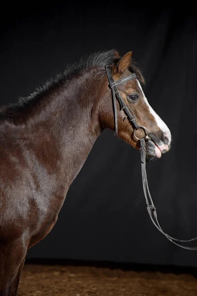 Portrait Petit Poney Baie Sombre Avec Une Grande Tache Blanche — Photo