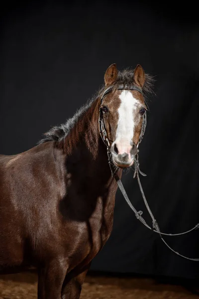 Portret Van Een Kleine Mooie Donkere Bay Pony Met Een — Stockfoto