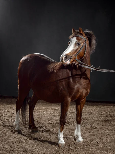 Porträt Eines Kleinen Schönen Dunklen Bay Pony Mit Einem Großen — Stockfoto