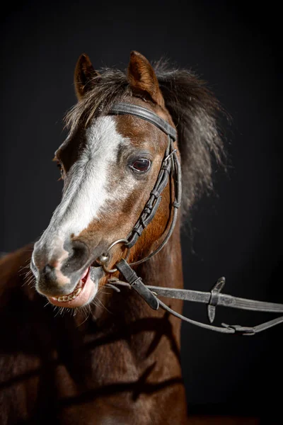 Portret Van Een Kleine Mooie Donkere Bay Pony Met Een — Stockfoto