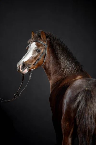 Retrato Pequeño Pony Oscuro Con Una Gran Mancha Blanca Hocico — Foto de Stock