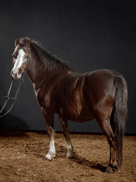 Portrait Petit Poney Baie Sombre Avec Une Grande Tache Blanche — Photo