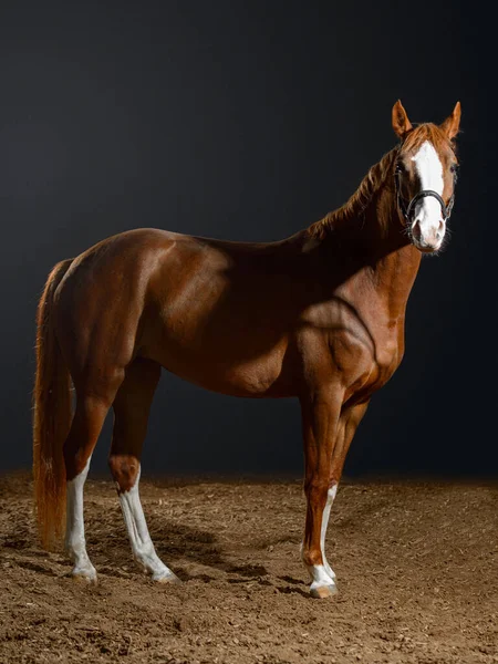 Retrato Cavalo Baía Com Uma Grande Mancha Branca Seu Focinho — Fotografia de Stock
