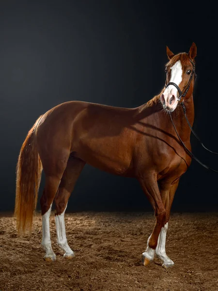 Retrato Caballo Bahía Con Una Gran Mancha Blanca Hocico Establo —  Fotos de Stock