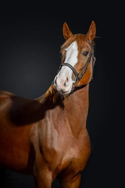 Porträtt Bay Häst Med Stor Vit Fläck Nosen Ett Stall — Stockfoto