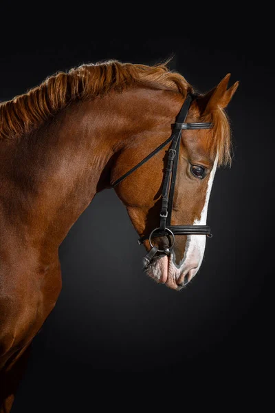 Portret Van Een Bay Paard Met Een Grote Witte Vlek — Stockfoto