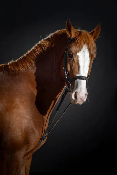 Portret Van Een Bay Paard Met Een Grote Witte Vlek — Stockfoto