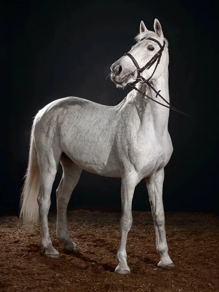 stock image White horse portrait in dressage bridle isolated on dark background