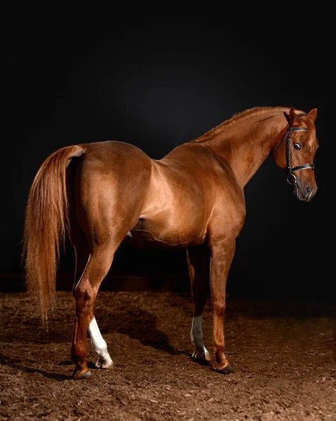 Ritratto Cavallo Alloro Con Classica Briglia Isolata Sfondo Scuro Stabile — Foto Stock
