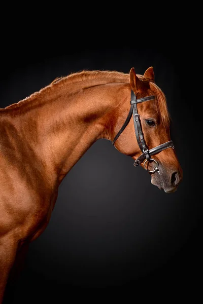 Porträt Eines Braunen Pferdes Mit Klassischem Zaumzeug Isoliert Auf Dunklem — Stockfoto