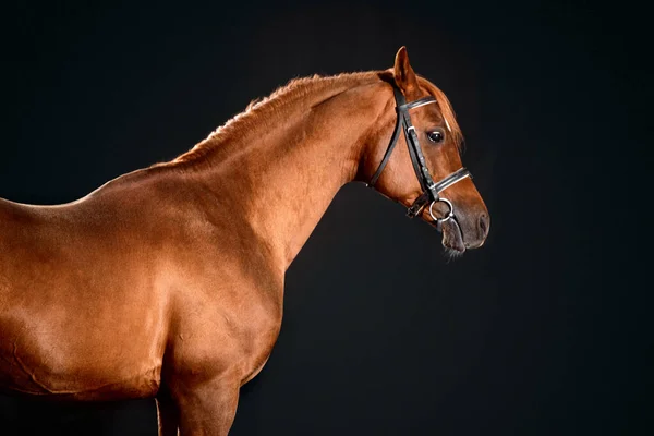 Portrait of bay horse with classic bridle isolated on dark stable background