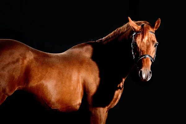 Porträtt Bay Häst Med Klassiska Betsel Isolerad Mörk Stabil Bakgrund — Stockfoto