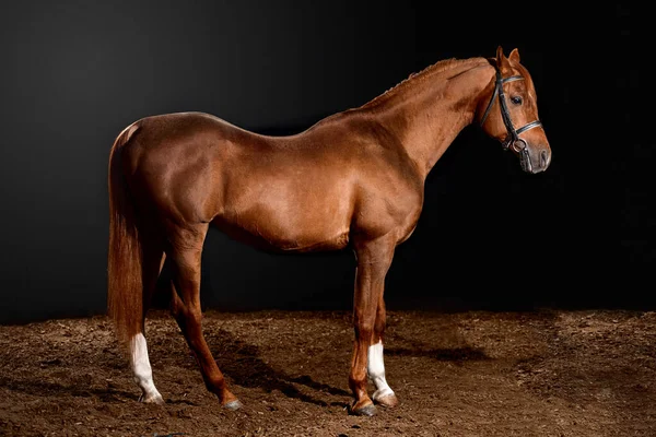 Retrato Cavalo Baía Com Freio Clássico Isolado Sobre Fundo Escuro — Fotografia de Stock