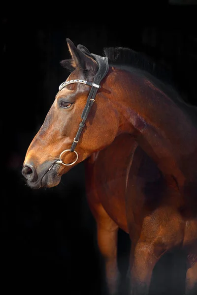 Portrait Bay Horse Classic Bridle Isolated Dark Stable Background — Stock Photo, Image
