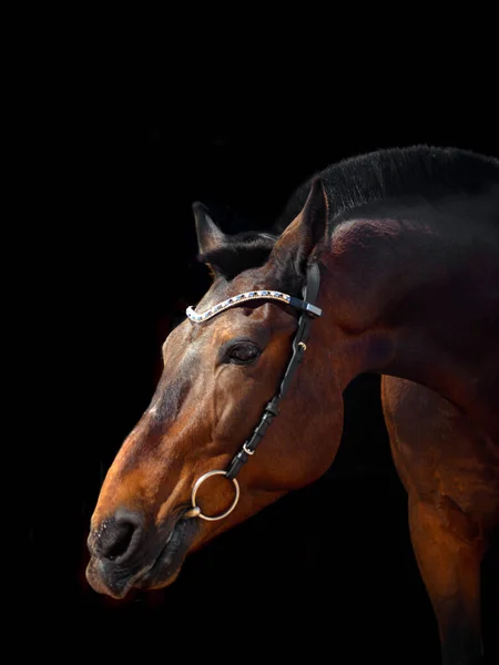 Portrait Bay Horse Classic Bridle Isolated Dark Stable Background — Stock Photo, Image