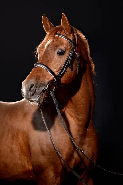 Retrato Cavalo Baía Com Freio Clássico Isolado Sobre Fundo Escuro — Fotografia de Stock