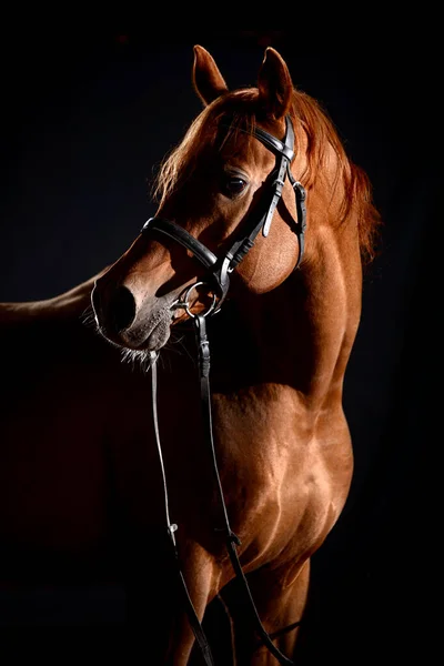 Portrait Bay Horse Classic Bridle Isolated Dark Stable Background — Stock Photo, Image