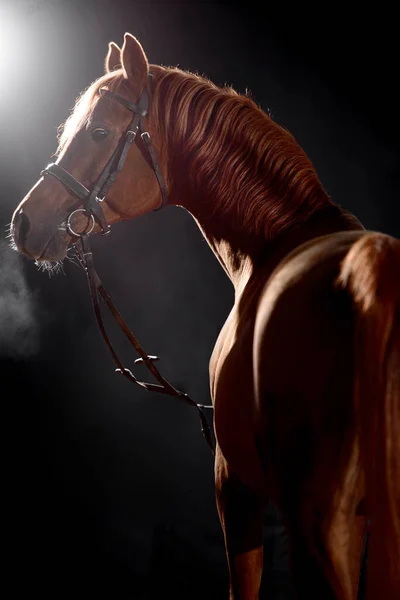 Portret Van Laurierpaard Met Klassieke Hoofdstel Geïsoleerd Donkere Stabiele Achtergrond — Stockfoto