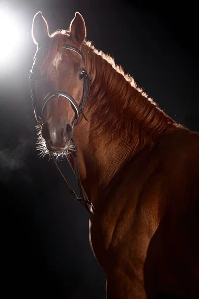 Portrait Bay Horse Classic Bridle Isolated Dark Stable Background — Stock Photo, Image