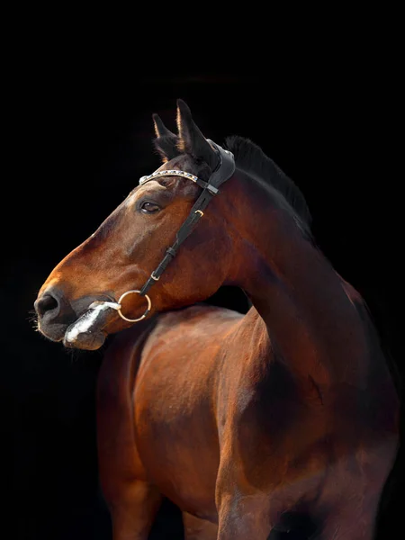 Portrait Bay Horse Classic Bridle Isolated Dark Stable Background — Stock Photo, Image