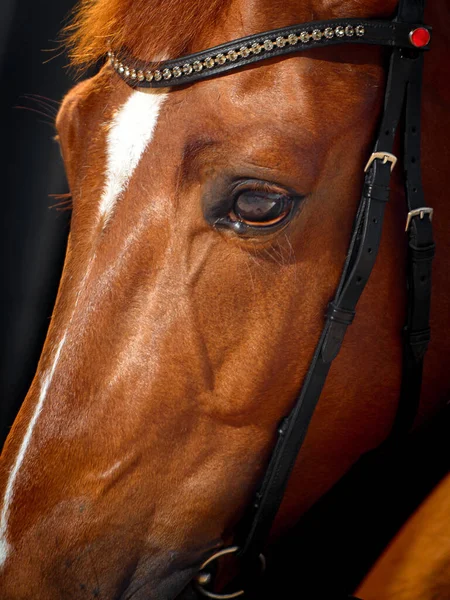 Portrait Bay Horse Classic Bridle Isolated Dark Stable Background — Stock Photo, Image