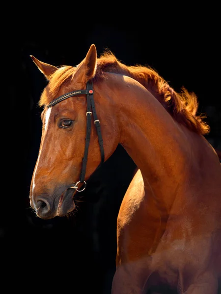 Portret Van Laurierpaard Met Klassieke Hoofdstel Geïsoleerd Donkere Stabiele Achtergrond — Stockfoto