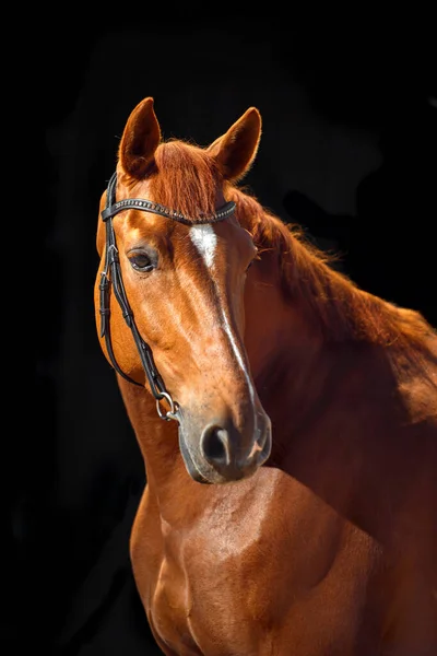 Portrait Bay Horse Classic Bridle Isolated Dark Stable Background — Stock Photo, Image