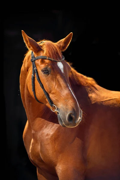 Portret Gniadego Konia Klasyczną Uzdę Odizolowaną Ciemnym Stabilnym Tle — Zdjęcie stockowe