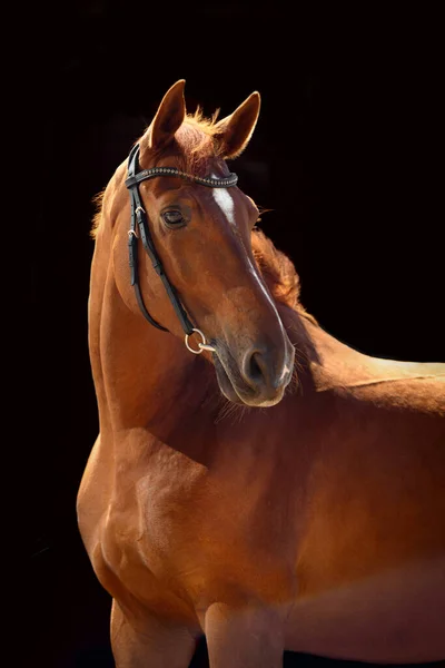 Retrato Cavalo Baía Com Freio Clássico Isolado Sobre Fundo Escuro — Fotografia de Stock