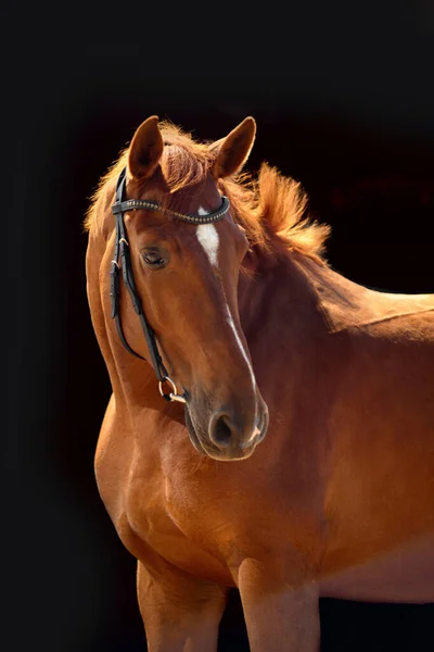 Retrato Cavalo Baía Com Freio Clássico Isolado Sobre Fundo Escuro — Fotografia de Stock