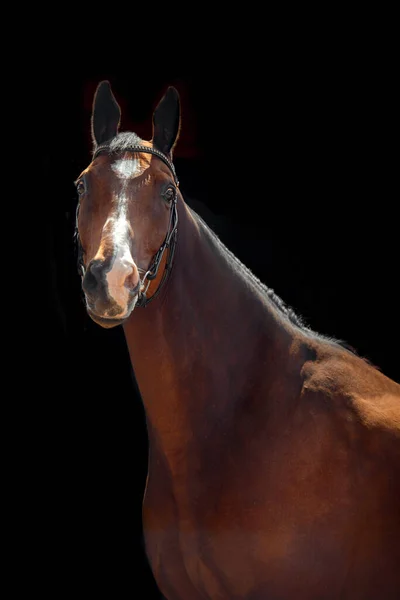 Portrét Zálivu Koně Klasickou Uzdu Izolované Tmavém Stabilním Pozadí — Stock fotografie