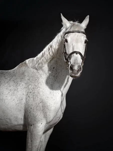 White Horse Portrait Dressage Bridle Isolated Dark Background Royalty Free Stock Images