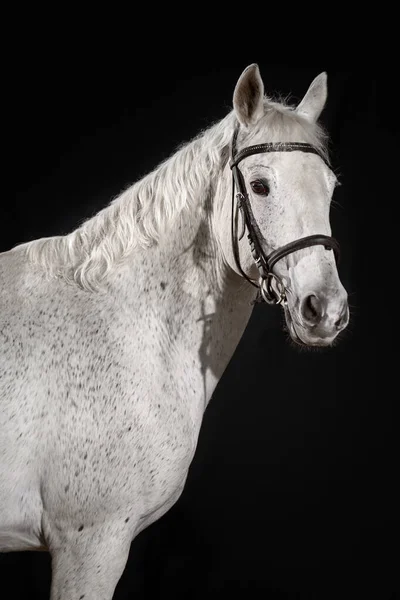 White Horse Portrait Dressage Bridle Isolated Dark Background Stock Picture
