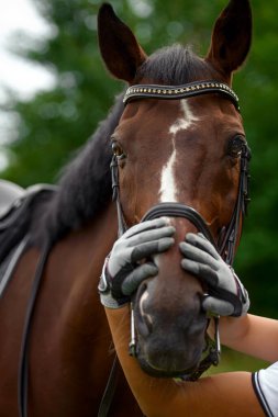 Sürücünün eldivenli elleri atın başının etrafına dolanmış. Bir atın portresinin parçası..