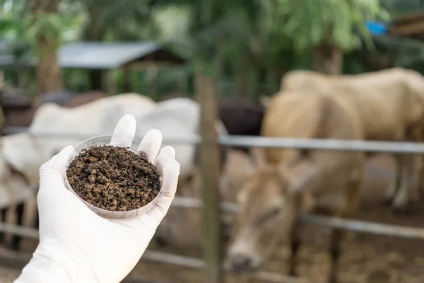 Testing Manure Made Dung Cow — Stock Photo, Image