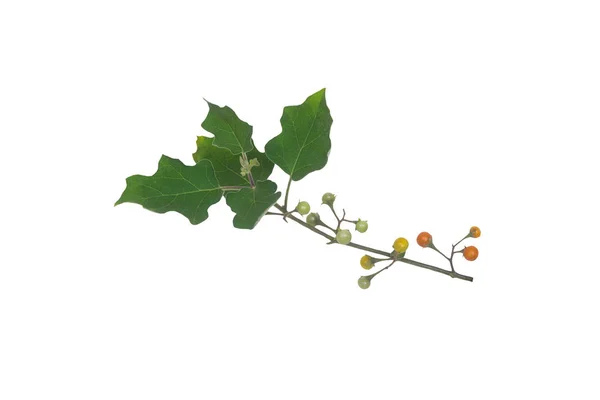 Solanum indicum — Stock Photo, Image